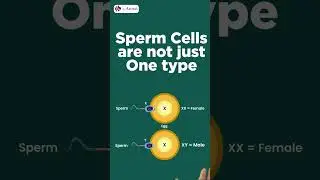 7 Facts About Sperm That Will Blow Your Mind! #shorts #youtubeshorts #draroras