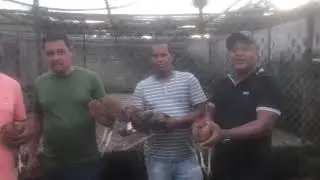 Cinco gallina para reforzar el proyecto hacienda michelle lo viejo de CJ