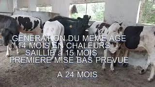 UNE CUVEE DE GENISSES METISSES HOLSTEIN DE HAUTES VALEURS GENETIQUES