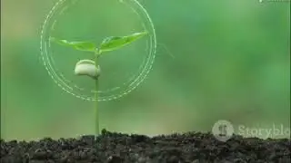 Quantum leaf : artificial photosynthesis 