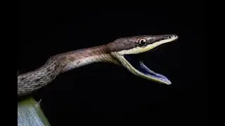🐍 Cobra Cipo bicuda, Cobra-Cip&oacute;, (Oxybelis aeneus)