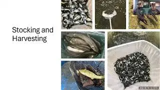 Pond Management