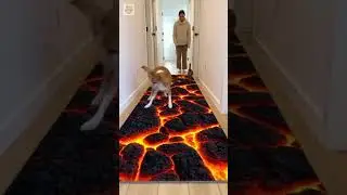 300 IQ Cat Walks on &ldquo;Lava&rdquo;, Dog Thinks It&rsquo;s the End of the World 🔥😱