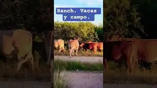 bonito paisaje de vacas.