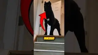 Dlaczego Powinieneś Mieć Cane Corso😮&zwj;💨🦮