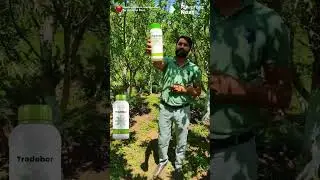 Apple Fruit Development Success🍎 Ensuring Better Apple size📞 For more information,Ranjeet 7590057188