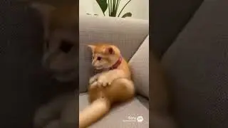 No More Tik Tok For Kitten Before Bed