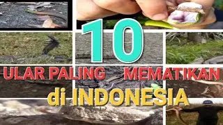 NGERI!!! 10 ULAR BERBISA PALING MEMATIKAN DI INDONESIA