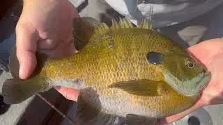 ABO | Epic Monster Bluegills #GiantBluegills