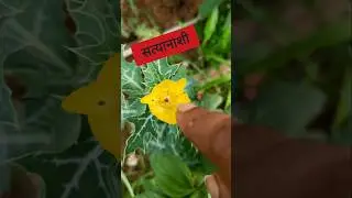 #shorts#Polyandrous condition#stamen#morphology of flowering plants#B.Sc.bio.#