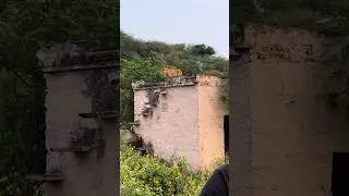 Jhalana leopard Safari #shorts #viral #wildlife #subscribe #short #youtube #rajasthan #jaipur #2023