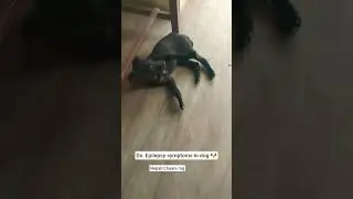 Dx: Epilepsy in puppy also called chaare Rog in nepali#veterinarian#dog