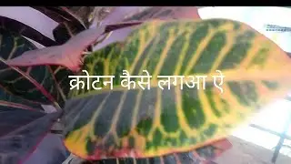 Cro tan के पौधे को कैसे उगाए और उसकीदेखभाल 🌸🪴