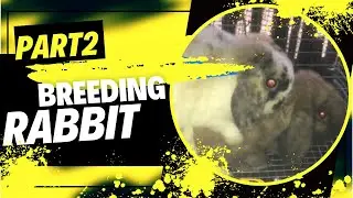 HOW TO BREED RABBIT: PART 2 Lionhead Edition TIPS & GUIDE