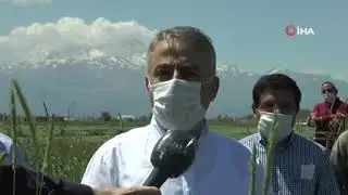 Kuru Yem Bezelyesinin İlk Hasadı Başarı İle Yapıldı