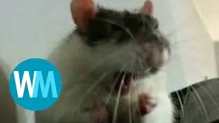 Top 5 rats