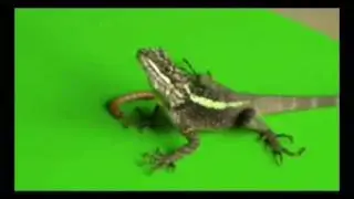 Chinese Dragon - The video is for my little lizard, GAZE