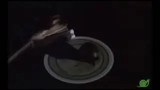 Snatch the Snail - 
