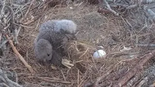 Cute eaglet practice nest cleaning | SWFL Eagles | Jan 13, 2026