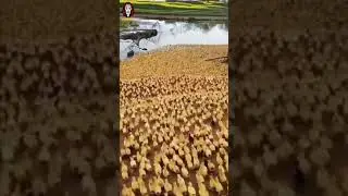 Huge Flock of Bird Running | Guess the bird : Duck or Chicken ? | Amazing Video | FIND ME | FM