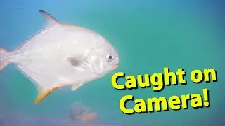 Can Fish See This Bait? Watch What Happens!