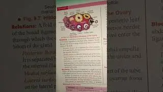 histological structure of the ovary #short #video #anatomy