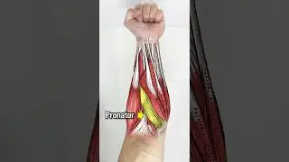 Хотите БОЛЬШИЕ предплечья? СДЕЛАЙТЕ ЭТО!