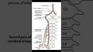 Basilar artery route #shorts #doctor #doctor