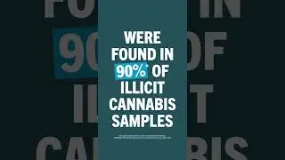 Latest research into illicit cannabis