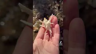 Meet the Spiky Sea Star! 🌊✨#FloridaShelling