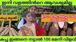 കപ്പ കൃഷിരീതിയും വളമിടീലു൦ വിളവെടുപ്പും|Kappa Krishi|Tapioca Farming in Malayalam#TapiocaFarmingTips
