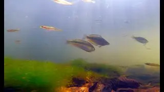Life in - North Pine River Dayboro Jan 2023