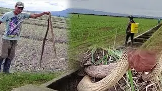 Mag-asawang Cobra Pinagsabay Hulihin!!!! 