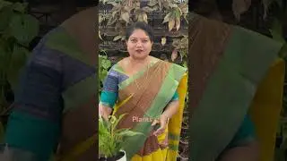 #greenplants #plants #stressrelief #stjohnstenali #anniearunalatha #motivation #valueseducation #nat