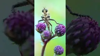 Ктырь #insects #wildlife #macroperfection #nature #macro