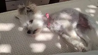 Bella Lands on Her feet like a Cat.