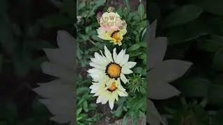 Газания или Гацания (Gazania).😍 #flowerworld #flowers #сад
