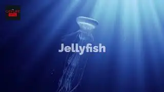 World Jellyfish Day