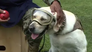 Frida the rescue dog retires in Mexico | AFP