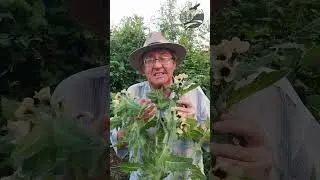 Опасная красота