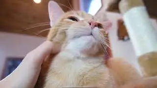 CozyCatFurniture 73&rdquo; Large Cat Tree Review (We Tried It)