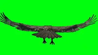 Eagle Green Screen