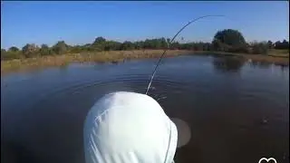 REDFISH TOPWATER STRIKE
