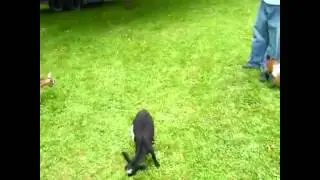 goat on crack