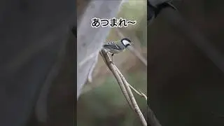 シジュウカラメンバー集合　#エナガ　#メジロ　#野鳥
