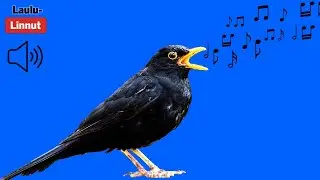 Mustarastaan laulua | Blackbird singing