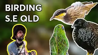 Birding in South-east Queensland. Ground Parrots, Lyrebirds, Buttonquails & more