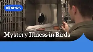 Native birds in WA falling sick with mystery illness causing paralysis and death | ABC NEWS