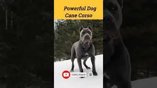 Powerful Dog😲Cane Corso #viral #shorts