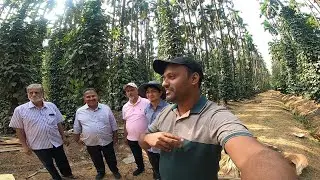 AMAZING BLACK PEPPER CULTIVATION IN ARECANUT PLANTATION